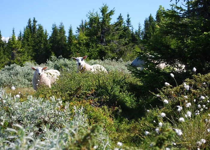 Fjellpark, Hyttegrend